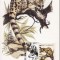 6805 - Romania carte maxima fauna