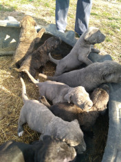 cane corso foto