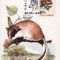 6814 - Romania 1993 - carte maxima fauna
