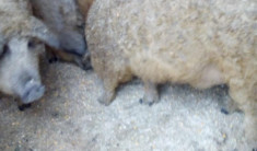 Porci mangalita 100 % bio ( PORCUL SOMON ) relatii la nr 0721621321 foto