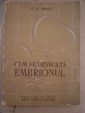 Myh 41s - GA Smidt - Cum se dezvolta embrionul - ed 1953