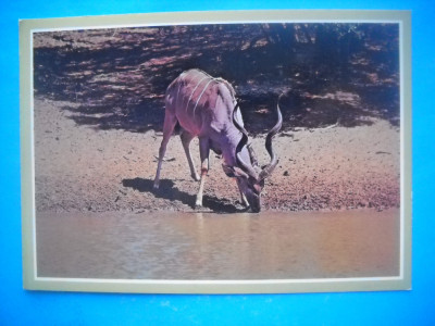 HOPCT 38696 ANTILOPA KUDU -AFRICA DE SUD-RSA-NECIRCULATA foto