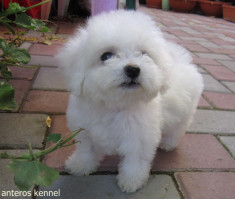 bichon frise de calitate foto