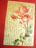 Ilustrata- Felicitare- Trandafir - circulat 1903 cu 5 bani Spic de Grau ,Piatra