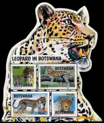 BOTSWANA 2017 LEOPARD foto