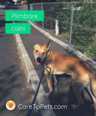 Plimbare caini - Dog Walker de incredere si verificati foto