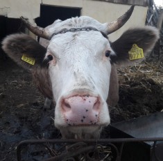 vand vaca rasa simmental foto