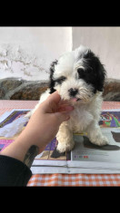 Pui shih-tzu cu Bichon foto