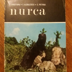 Nurca - I. Croitoru / R6P1F