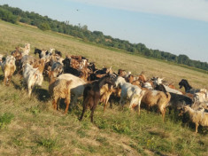 Turma de capre foto