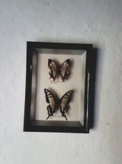 Insectar Fluturi Papilio Chaon Chaonulus foto