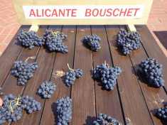 Alicante Bouschet butasi vita de vie set 25 butasi foto