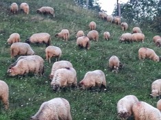 Vand turma de oi din rasa ?urcana | Oi de vanzare de rasa pura !!! foto