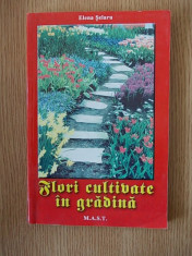 FLORI CULTIVATE IN GRADINI- ELENA SELARU foto