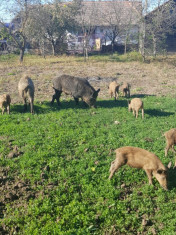 Porci Mistreti si mangalita foto