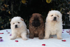 Pui Chow-chow din parinti cu pedigree 0721621321 foto