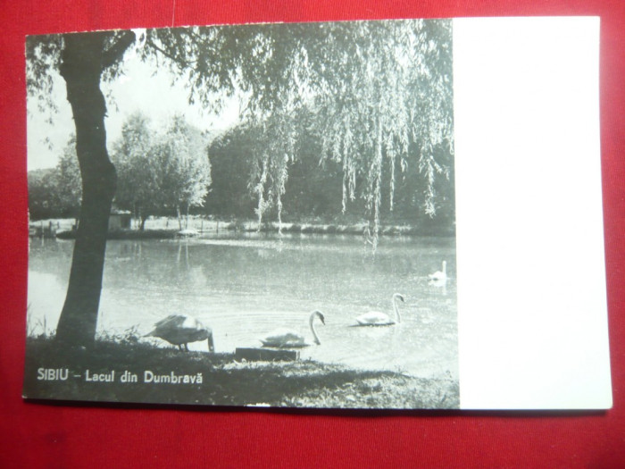Ilustrata Sibiu - Lacul din Dumbrava circulat 1959 cu 5 si 35 bani ciuperci