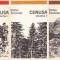 Stefan Zeromski - Cenusa (3 vol.)
