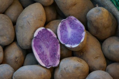 Vand cartofi mov albastri, soiul Blue Congo,soi superior de cartofii foto