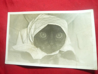 Fotografie - Pisica cu broboada foto