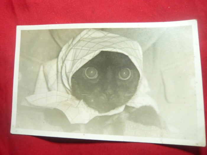 Fotografie - Pisica cu broboada