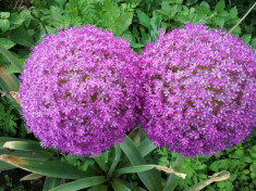 Bulbi de Allium Giganteum ceapa decorativa gigant foto