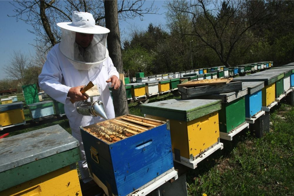 APICULTURA - totul despre albine si apicultura | Okazii.ro