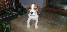 Pui de beagle tricolor, mascul foto