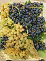 Struguri pentru vin, soiuri: Tamaioasa Romaneasca, Feteasca si Ottonel foto