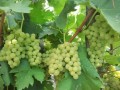 Vand struguri de vin - Recolta 2018!