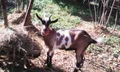 Capra Alpina Franceza foto