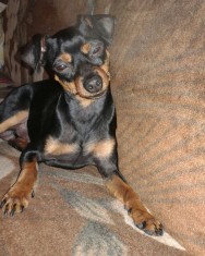 DONEZ pinscher pitic, mascul 3 ani. foto