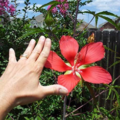 Hibiscus Texas Star - 4 seminte pentru semanat