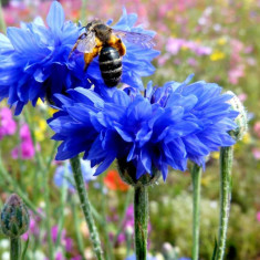 Centaurea cyanus - Albastreaua - 5 seminte pt semanat