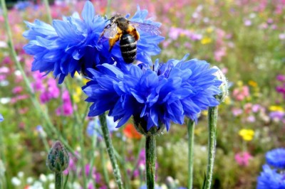 Centaurea cyanus - Albastreaua - 5 seminte pt semanat foto