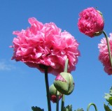 Papaver paeoniflorum -Oase - Mac roz plin ornamental- 5 seminte pentru semanat