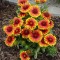 Gaillardia aristata - floarea patura - 4 seminte pentru semanat