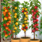 Pomi fructiferi columnari pitici,meri.ciresi,caisi,nectarin-10+5 gratis anul 3