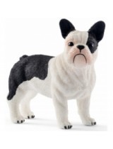 Caine French Bulldog Caine French Bulldog