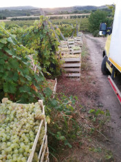 Vand struguri de masa Chasselas si de vin Merlot foto