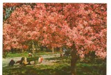 CPI B 10754 CARTE POSTALA - BUCURESTI, PARCUL HERASTRAU