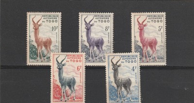 Fauna ,cervide,Togo. foto