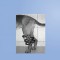 Studies on External Skeletal Fixation For Radius Fracture Treatment In Dogs
