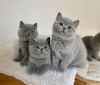 Pui pisica british shorthair