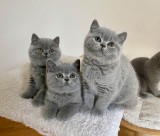 Pui British Shorthair superbi