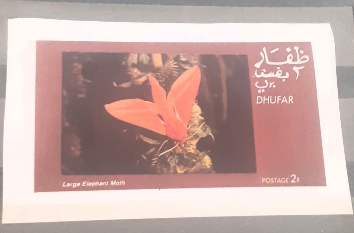 Dhufar molie, Fluturi, elefant mare, fluturi, plante,cactusi, Bloc nedant.Mnh,