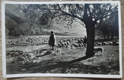 Cioban din Valea Oltului// CP foto