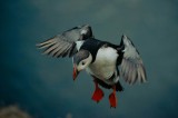 Tablou Canvas, "Zborul grațios al puffinului arctic", Puffin, Zbor, Aripi, Ocean, Penaj, Frumos, Calm, Natura, Libertate, Gratie, 39 x 26 cm, CMCLASS