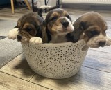 Cățeluș beagle ( băiețel )