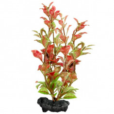 Ludwigia Repens (Red Ludwigia) - plantă Tetra 30 cm, L foto